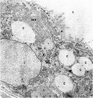 endocytoza jodowanej tyreoglobuliny, jej trawienie w lizosomach,