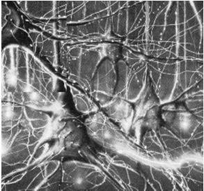 dopamina, serotonina, melatonina) - pobierają ich prekursory - przekształcają prekursory w