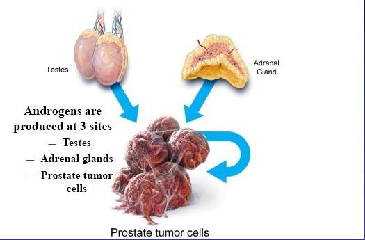 Źródła produkcji androgenów