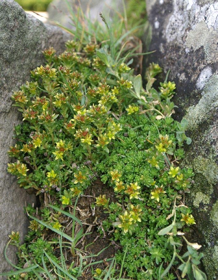 Ryc. 7. Rozchodnik alpejski Sedum alpestre (fot. A. Stachurska-Swakoń).