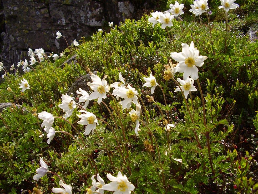 Ryc. 8. Zawilec narcyzowy Anemone narcissiflora (fot. M. Węgrzyn).