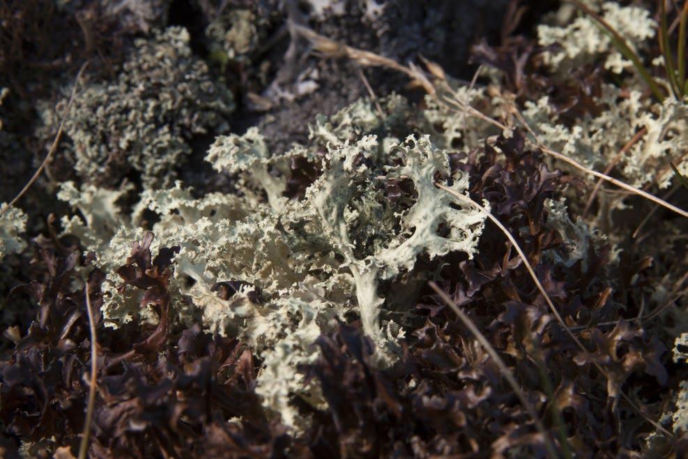 Ryc. 9. Oskrzelka niwalna Flavocetraria nivalis (fot. M. Węgrzyn). chrysocephala, Ch. furfuracea, Calicium viride i C. brunneola.
