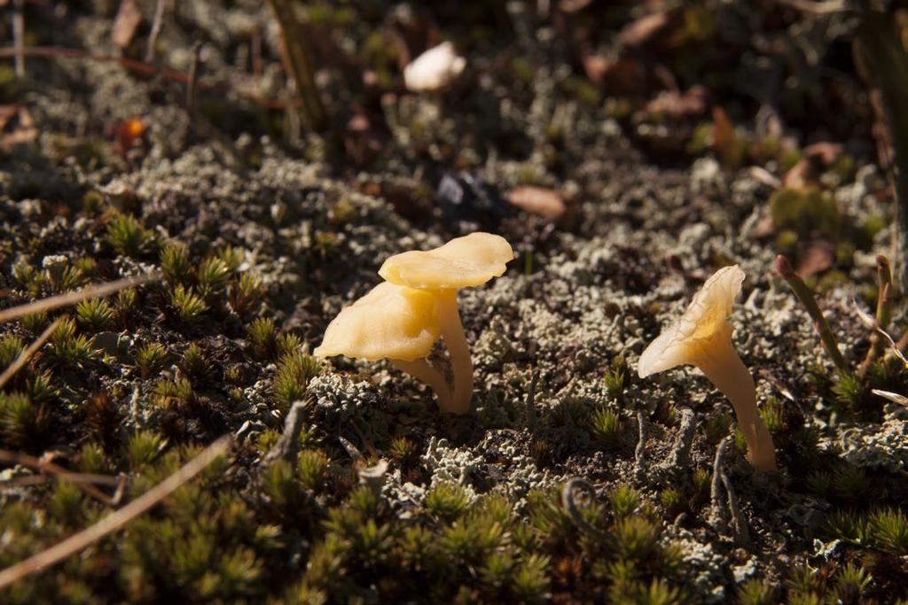 Ryc. 10. Pęporostek alpejski Lichenomphalia alpina (fot. M.