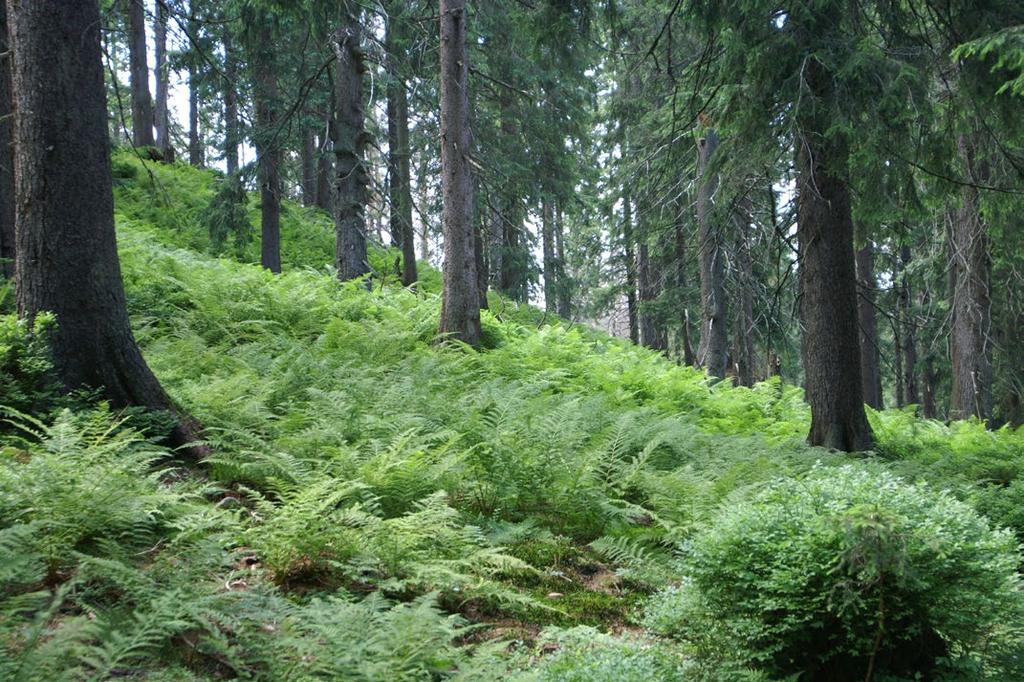Ryc. 13. Karpacki bór górnoreglowy Plagiothecio-Piceetum pod Sokolicą (fot. A. Stachurska-Swakoń). buduje jawor Acer pseudoplatanus, z domieszką jarzębu pospolitego Sorbus aucuparia.