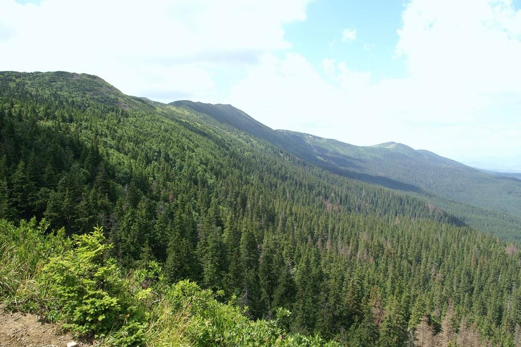 Ryc. 1. Widok na grzbiet masywu Babiej Góry z Sokolicy (fot. A. Stachurska-Swakoń). masywu wynosi ok. 1100 m i jest, po Tatrach, największa w Polsce.