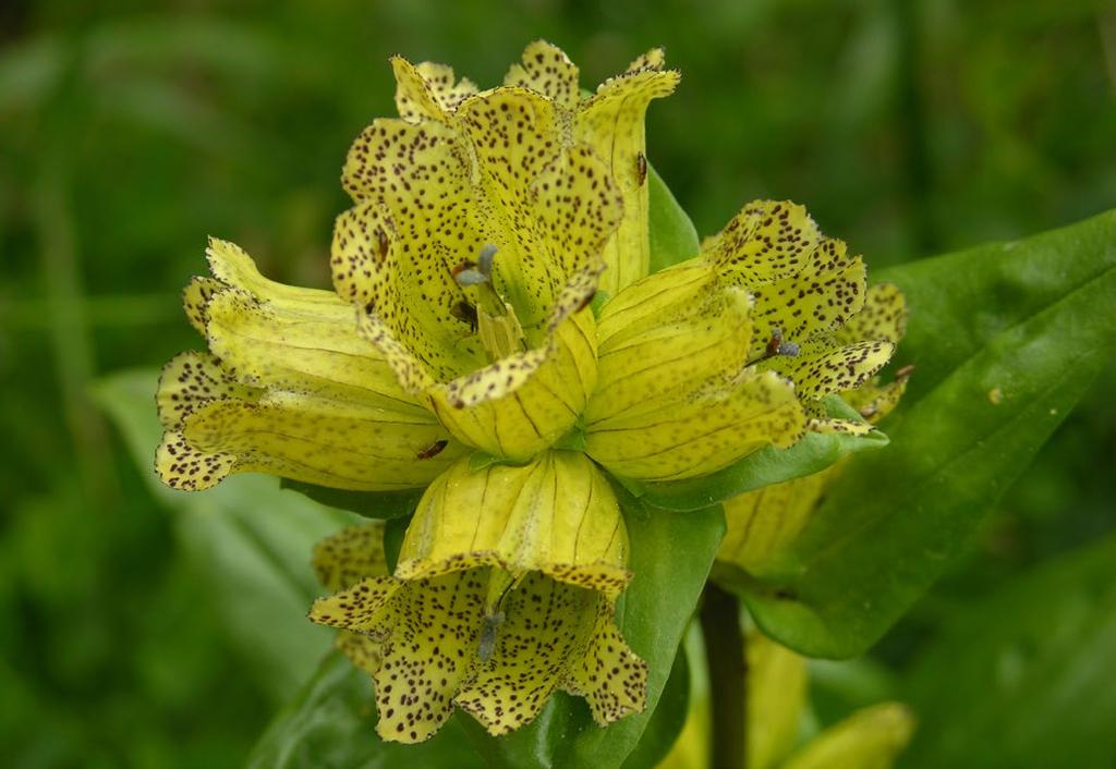 Goryczka kropkowana Gentiana punctata (fot. A.