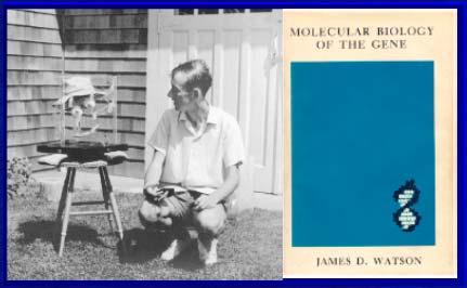 białka do kwasu nukleinowego nie jest możliwy. J. Watson, 1965. Molecular biology of the gene.