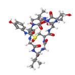 2. Transkrypcja: polimerazy RNA α-amanityna jest cyklicznym peptydem