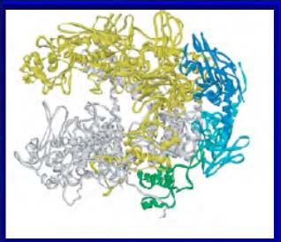 DNA β β Tetramer, rdzeń enzymu б Podjednostka (czynnik) sigma Struktura
