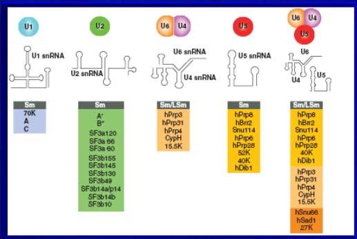 Spliceosom drożdży W skład snrnp wchodzą: 1-2 cząsteczki snrna (niekodujący, jądrowy RNA, ~150 bp); zestaw 7 białek Sm B/B, D3, D2, D1, E, F, G; zmienna liczba białek specyficznych w