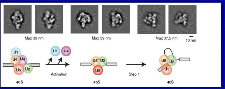 U5 U4/U6 U4/U6 i U5 Model spliceosomu człowieka.