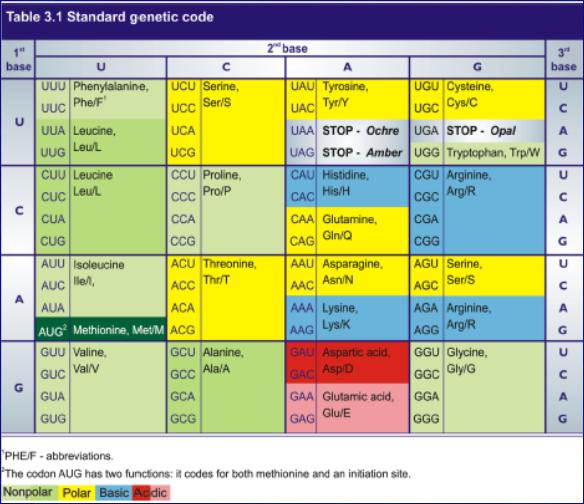 Cechy kodu genetycznego: 61 kodonów dla 20 aminokwasów; 3 kodony STOP: UAA, UAG, UGA; degeneracja