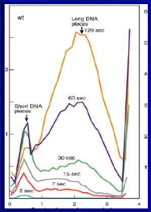 Replikacja DNA: fragmenty Okazaki Fragmenty Okazaki, to krótkie fragmenty DNA syntetyzowane przez polimerazę DNA na nici opóźnionej a następnie łączone. Doświadczenie Okazaki: Komórki E.