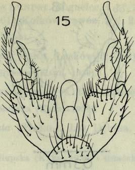 P o d aw an y ze Słupska i W idzina (K a b l, 1939). E. dorsalis (S ta e g.). Las Dębina, 1 <J, 28 V I I I 1960. Z nany z Sądecczyzny i okolic Słupska. E. exiqua L u n d s t. (rys. 16).