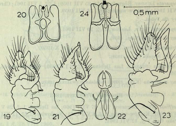 G atu n ek b ard zo p o sp o lity. D z ie d z ic k i (1910) opisał go jak o odm ianę B. fenestralis (M e ig.