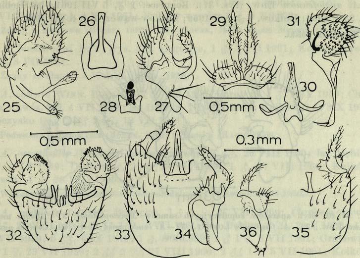 (a p a ra t k o p u lacyjn y od stro n y b rzu szn ej); 33-34 - Ii. signatipes (v. d. W u l p ) ; 35-36 - B. spinipes W i n n. R. spinipes W i n n. (rys. 35-36). Grabowiec, 1 <$, 7 IX 1959. R. tarnanii D z i e d z.