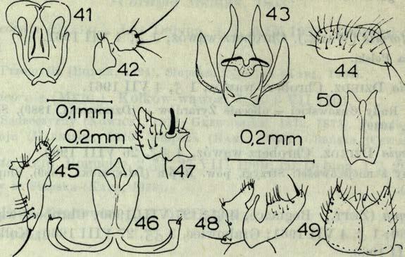 czizeki L a n d r. (styli, fra g m e n t segm entu analnego, edeagus). 27 V III 1960; Grabo Ph. taczanowskyi D z ie d z. (rys. 43-44). Bogucice, 1 wiec, 1 (J, 27 V I I I 1960.