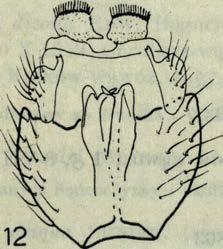 Z n an y z Sącza (N o w ic k i, 1873) i K o tlin y Sądeckiej (G r z e g o r z e k, 1872, 1873). Leia M e i g e n, 1818 L. alternans ( W i n n.) (rys. 13). Krzyżanowice łąki, 1 2 V II 1958, leg.