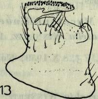 (od stro n y grzbietow ej); 13 - L e i a alternans (W i n n.) (z b o k u ); 14 - L e i a eylindrica (W i n n.) (od stro n y grzbietow ej). L. bifasciata (Gimm.). Chroberz, 1 $, 4 V I I 1961; Krzyżanowice łąki, 1 $, 26 V I I 1956, leg.