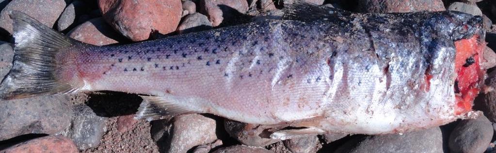 -11- Lacertidae (jaszczurka) 1 Razem 234 6 Średnia liczba ofiar na 1 rybę 38 3 żołądku była tylko część skóry o długości około 5 cm. Ryba o długości 39 cm została złowiona przy samym brzegu.