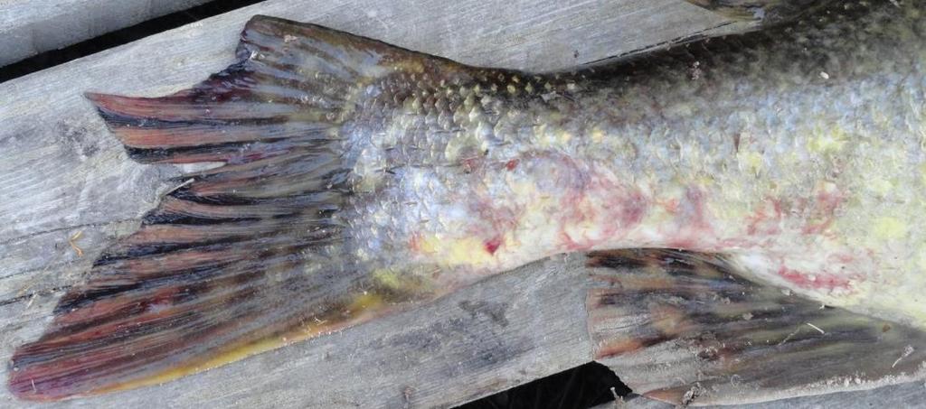 -18- Szczupak ze Skellefte, o długości 90 cm, z raną w części ogonowej. Palczak łososia z żołądka szczupaka z Byske. Tabela 1.