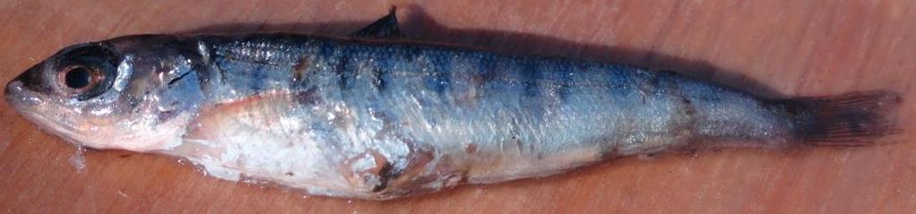 Długość ryby (cm): 28 37 38 43 45 46 49 50 55 64 65 82 Pusty żołądek: x x x x x x Asellus aquaticus 1 Siphlonuridae l 1 1 Potamophylax latipennis pp 2 Trichoptera pp 1 Salmo salar 5 Thymallus