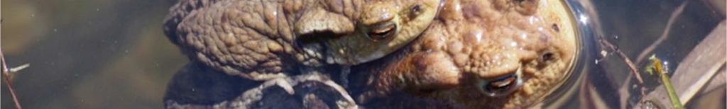 ufo bufo liczny