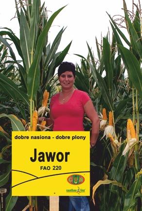 JAWOR FAO 30 rok rejestracji 009 - HR SMOLICE 104 103 - wczesny mieszaniec trójliniowy () - polecany do uprawy na ziarno i CCM, szczególnie w II i płd.