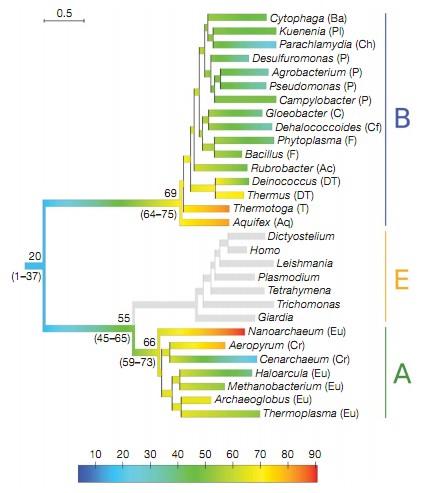 Pierwotne gorące morze 2/2 Co ciekawe badanie genetyczne nad drzewem genealogicznym białek Elongation Factor wskazują na powstanie życia w temperaturze ponad 60º C.
