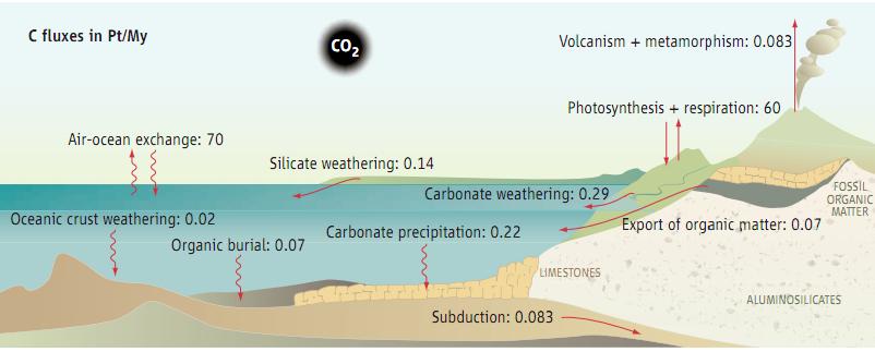 Cykl węgla w geologicznej skali