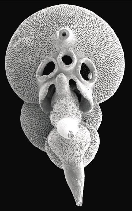 Otwornice: termometry paleoklimatyczne Stosunek izotopów tlenu wbudowanego w skorupki otwornic (Foraminifera) zależy od temperatury wody.