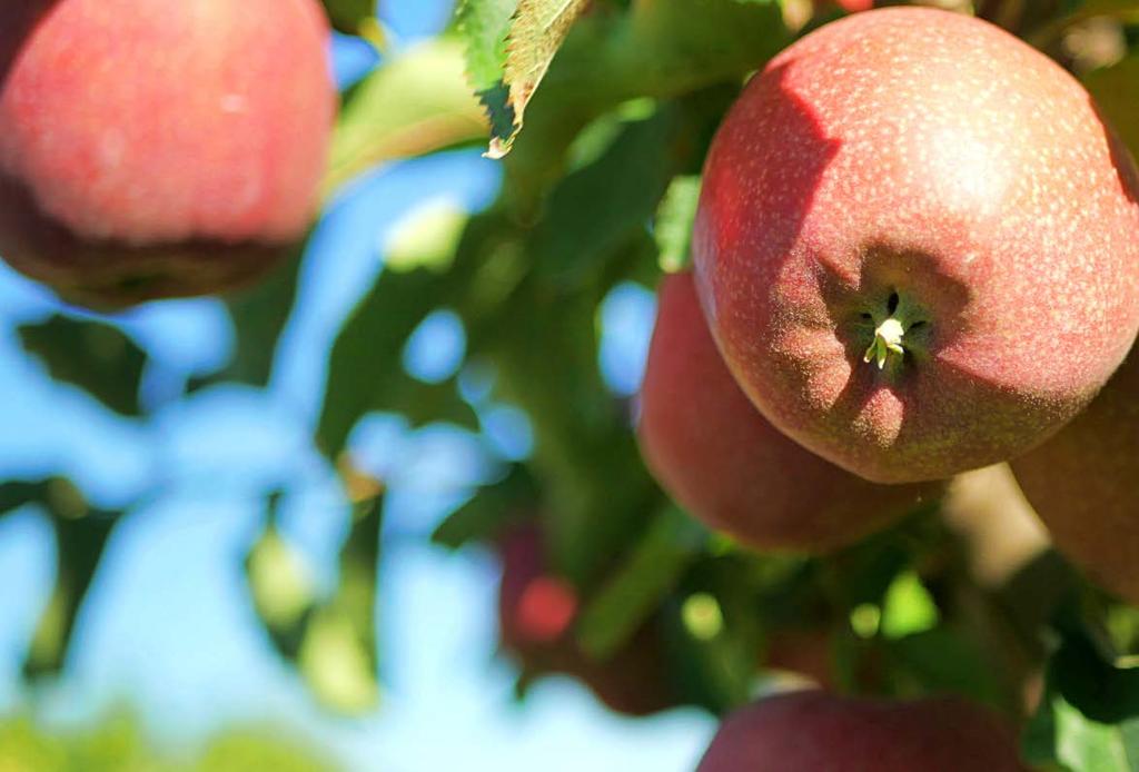 KRZEM ORGANICZNY Jabłoń grusza PERMA-GUARD AGRO PERMA-GUARD Jednym z AGRO atutów stosowania krzemu w uprawie jabłoni czy gruszy jest zwiększenie odporności roślin na przymrozki i suszę.