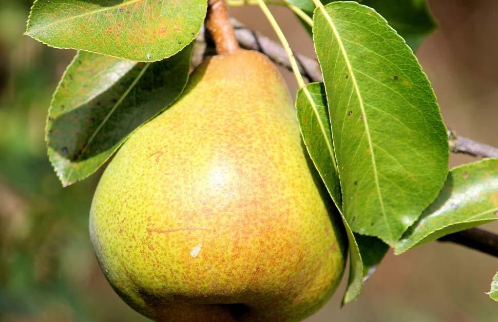 ograniczyć ilość pozostałości, poprzez ograniczenie konieczności stosowania agrochemii oraz przyśpieszenie procesów rozkładu zastosowanych substancji aktywnych w roślinie, zwiększyć ilość substancji