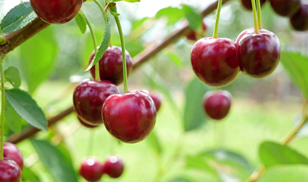 KRZEM ORGANICZNY Czereśnia Wiśnia PERMA-GUARD AGRO Krzem w uprawie czereśni i wiśni pomaga rozwiązać problem mszyc oraz zagrożeń pogodowych.
