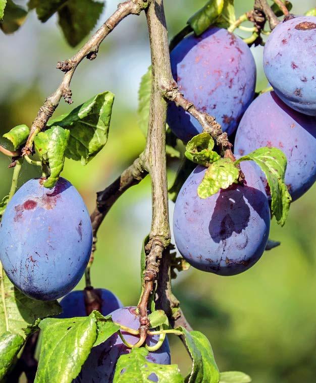 KRZEM ORGANICZNY Śliwa Morela PERMA-GUARD AGRO Śliwa suplementowana krzemem lepiej poradzi sobie z zimowymi mrozami i wiosennymi przymrozkami.