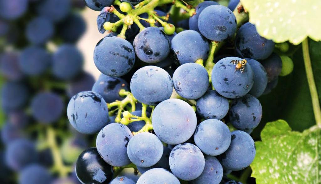 KRZEM ORGANICZNY Winnice PERMA-GUARD AGRO Winorośl to roślina ciepłolubna, dlatego podniesienie jej odporności na niskie temperatury może decydować o sukcesie uprawy.