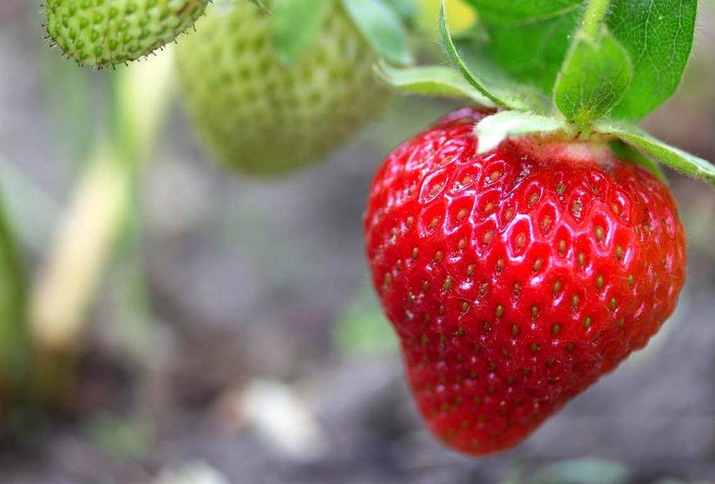 KRZEM ORGANICZNY Truskawka PERMA-GUARD AGRO PERMA-GUARD Stosując krzem AGRO znacznie łatwiej osiągnąć wysoką jakość plonu truskawki.