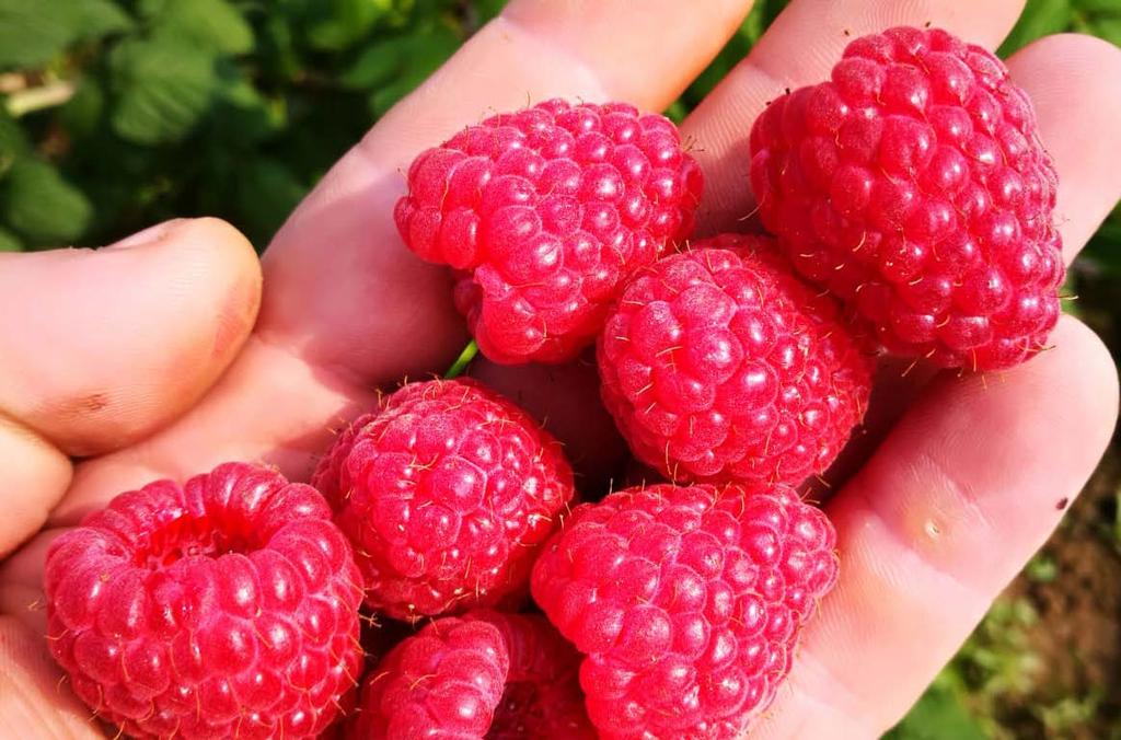 KRZEM ORGANICZNY Malina jerzyna PERMA-GUARD AGRO Maliny suplementowane krzemem są bardziej dorodne i dłużej utrzymują dobrą jakość pozbiorczą. Malina jest uprawą powszechnie kojarzącą się ze zdrowiem.