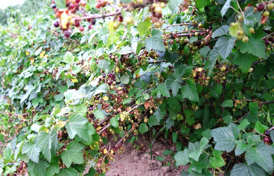 KRZEM ORGANICZNY Porzeczka agrest PERMA-GUARD AGRO Krzem może być skutecznym rozwiązaniem problemu szkodników w uprawie porzeczki.