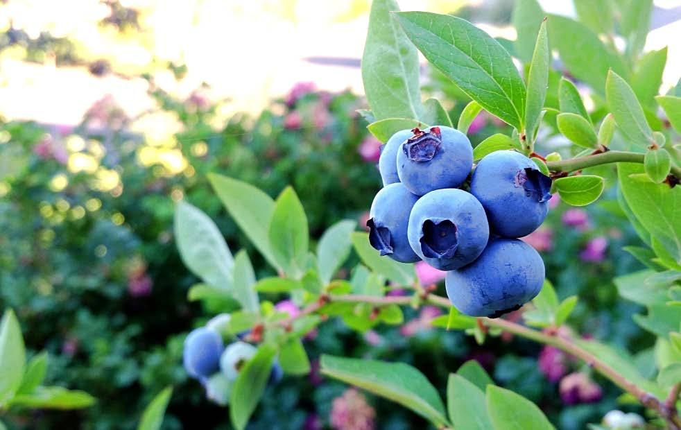 KRZEM ORGANICZNY Borówka jagoda kamczacka PERMA-GUARD AGRO Wzrost zawartości cukrów oraz jędrności owoców, to efekty stosowania krzemu w borówce.