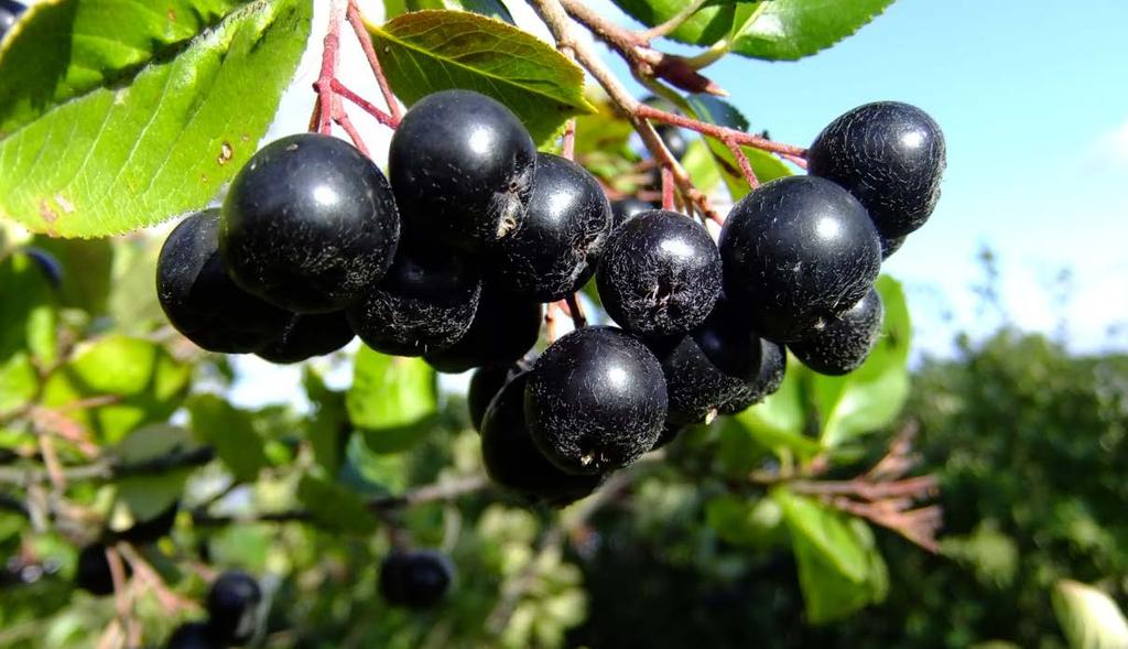 KRZEM ORGANICZNY Aronia dereń rokitnik czarny bez aktinidia PERMA-GUARD AGRO Krzem w uprawie aronii czy derenia wydatnie zwiększa zawartość związków bioaktywnych.