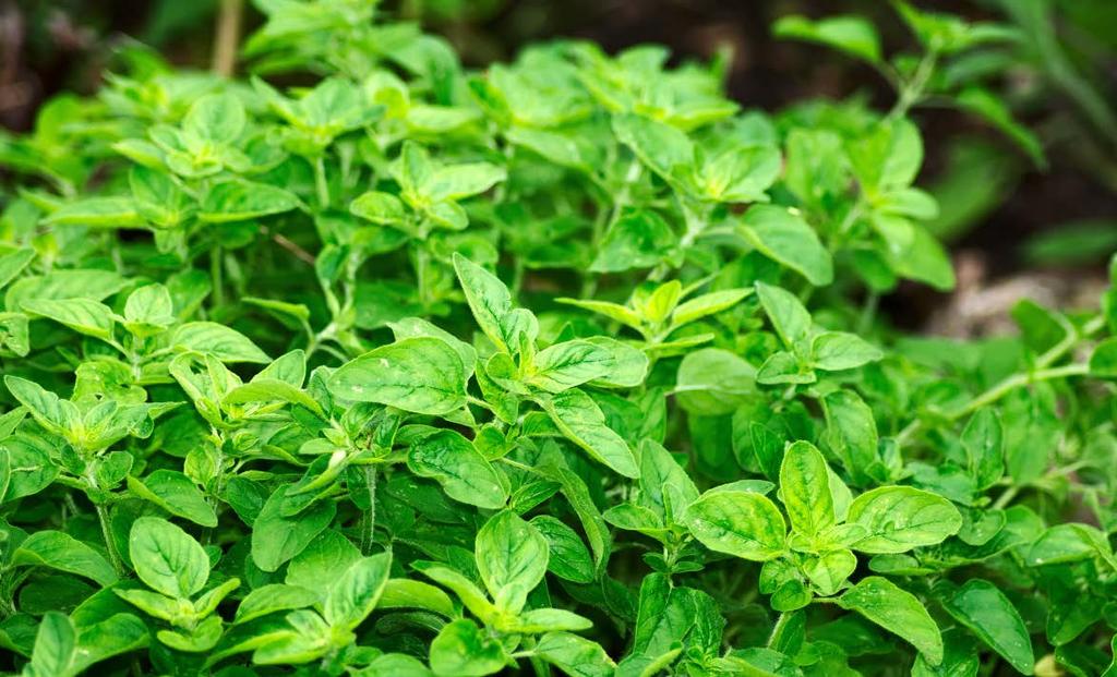 KRZEM ORGANICZNY Zioła PERMA-GUARD AGRO Kluczowym związkiem wpływającym na odporność roślin jest krzem. Zioła uprawia się z uwagi na ich cenne walory smakowe oraz zdrowotne.