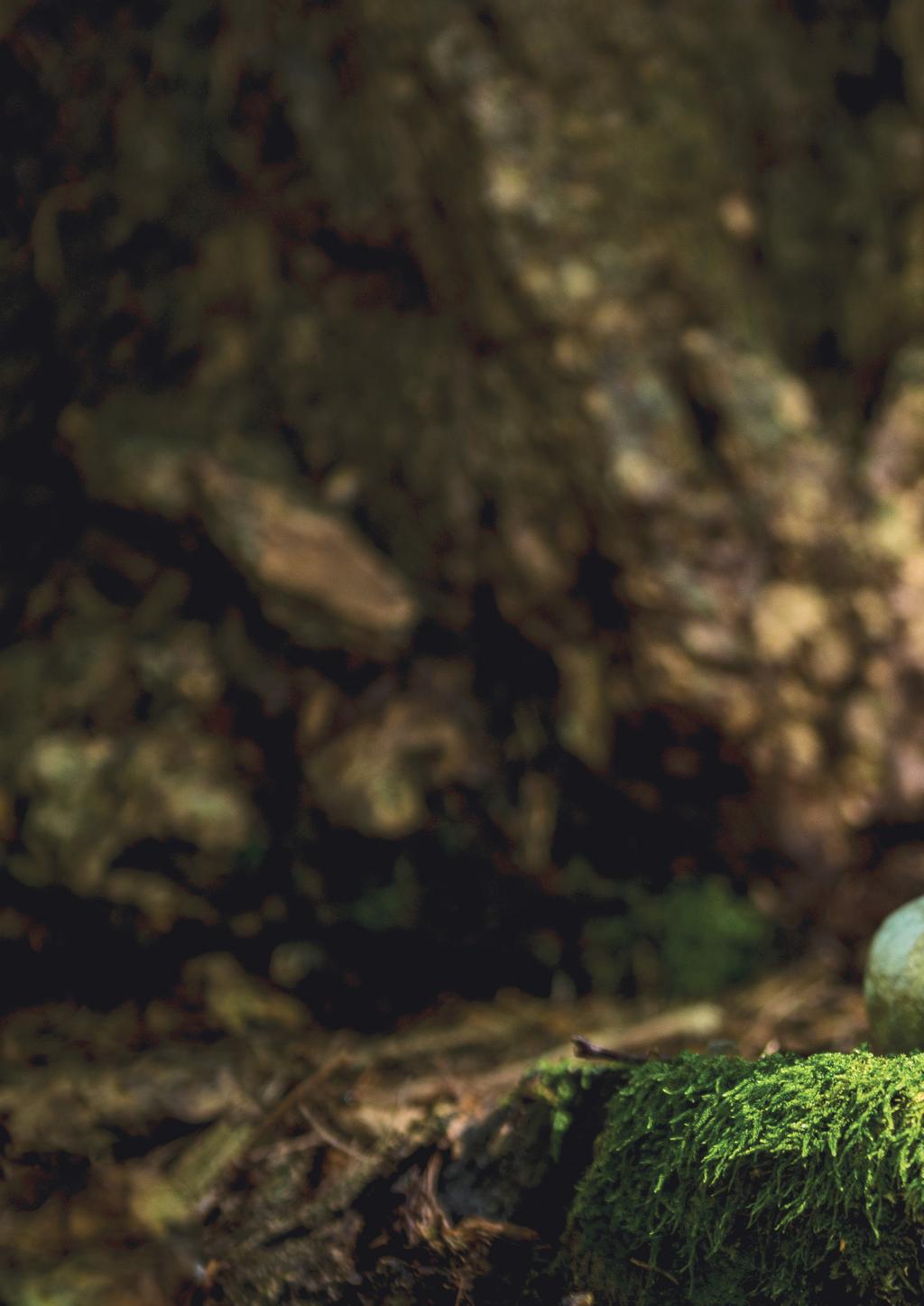 Celem projektu Prawo na rzecz bardziej zielonej Europy ATOJ-EARL, realizowanego przez ClientEarth i Justice & Environment przy wsparciu programu LIFE finansowanego przez Komisję Europejską, jest