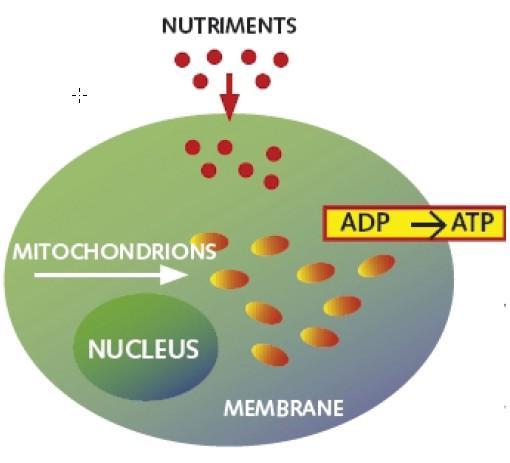 LLLT, leży bezpośrednie przekazywanie energii do struktur komórkowych Wpływa to na: syntezę ATP przywrócenie równowagi metabolizmu komórkowego przywrócenie