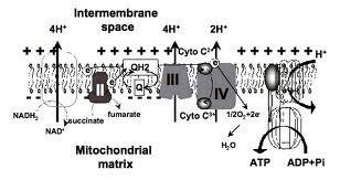 Aktywacja transportu elektronów w łańcuchu oddechowym, wpływa na kształtowanie się elektrochemicznego transbłonowego gradientu p rotonowego (ΔΨ) w mitochondriach.