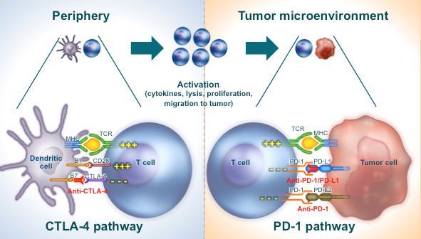 Wzmocnienie cytotoksycznej funkcji limfocytów T poprzez podwójną blokadę immunologicznych punktów kontrolnych (CTLA-4 i PD-1 lub PD-L1) CTLA-4 limfocyty T (głównie regulatorowe) wyhamowanie