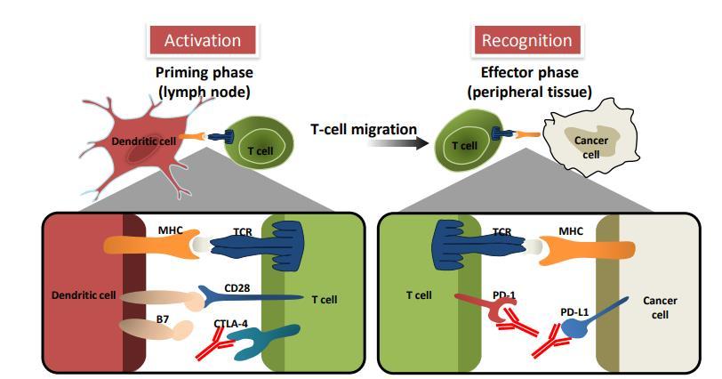 immunoterapia Bracci et al