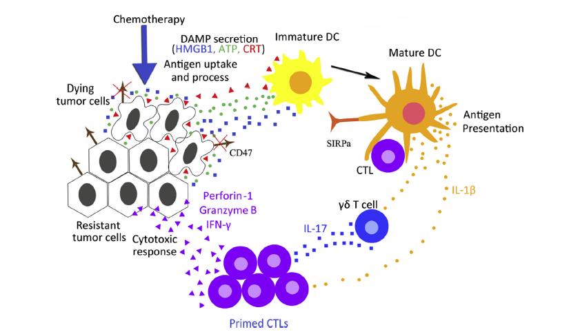 Dlaczego chemioterapia wspomaga immunoterapię pozostałe mechanizmy Uwalnianie HMGB1 (high mobility group box 1 protein) ( see me ) Ekspresja kalretikuliny (CRT) na