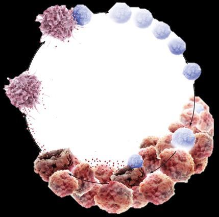 Dlaczego chemioterapia wspomaga immunoterapię pozostałe mechanizmy WYKLUCZENIE IMMUNOLOGICZNE PUSTYNIA IMMUNOLOGICZNA stymulacja