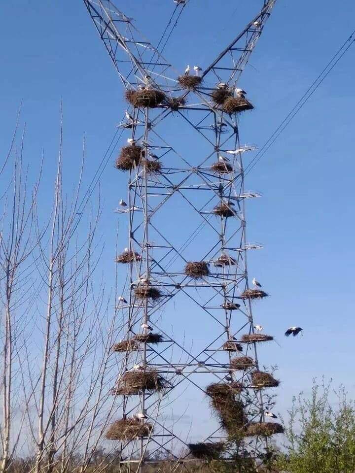 energetycy z bocianami Znaczny odsetek populacji bocianów w Europie wybiera sobie na stanowiska lęgowe właśnie Polskę.